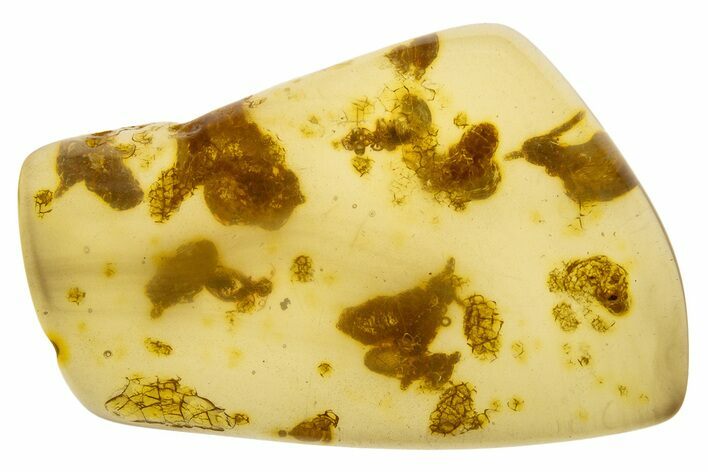 Polished Colombian Copal ( g) - Contains Termite! #331646